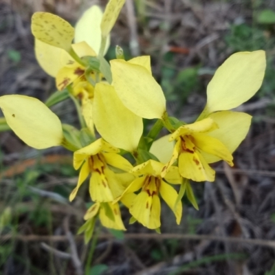 Diuris sp. (hybrid) (Hybrid Donkey Orchid) at Acton, ACT - 7 Oct 2021 by Lou