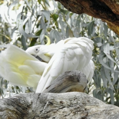 Cacatua galerita (Sulphur-crested Cockatoo) at Cook, ACT - 10 Oct 2021 by KMcCue