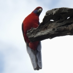 Platycercus elegans (Crimson Rosella) at Cook, ACT - 10 Oct 2021 by KMcCue