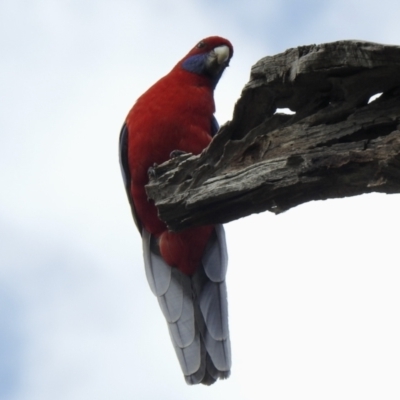 Platycercus elegans (Crimson Rosella) at Cook, ACT - 10 Oct 2021 by KMcCue