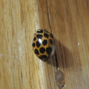 Harmonia conformis at Conder, ACT - 1 Oct 2021