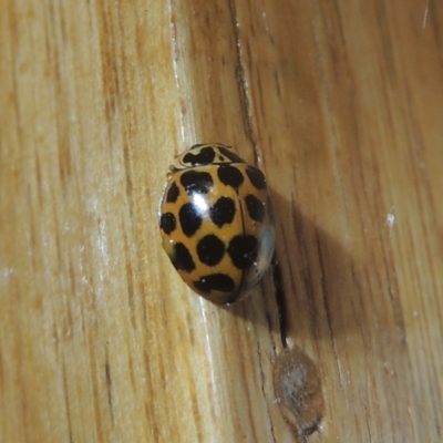 Harmonia conformis (Common Spotted Ladybird) at Conder, ACT - 1 Oct 2021 by michaelb