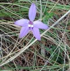 Glossodia major (Wax Lip Orchid) at Hackett, ACT - 28 Sep 2021 by Lou