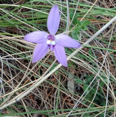 Glossodia major (Wax Lip Orchid) at Hackett, ACT - 28 Sep 2021 by Lou