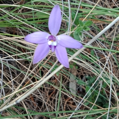 Glossodia major (Wax Lip Orchid) at Hackett, ACT - 27 Sep 2021 by Lou