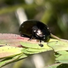 Chrysolina quadrigemina (Greater St Johns Wort beetle) at Booth, ACT - 9 Oct 2021 by WindyHen