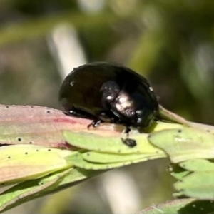 Chrysolina quadrigemina at Booth, ACT - 9 Oct 2021 11:53 AM