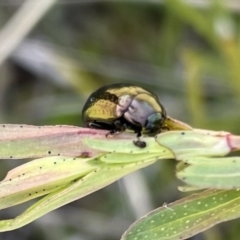 Chrysolina quadrigemina at Booth, ACT - 9 Oct 2021 11:53 AM