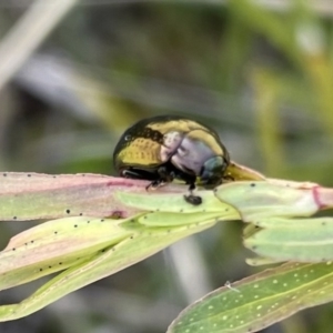 Chrysolina quadrigemina at Booth, ACT - 9 Oct 2021