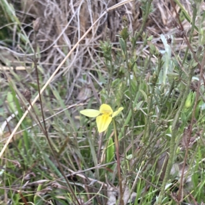 Diuris chryseopsis (Golden Moth) at Bungendore, NSW - 9 Oct 2021 by yellowboxwoodland