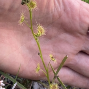 Drosera sp. at Bungendore, NSW - 9 Oct 2021