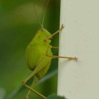 Torbia viridissima (Gum Leaf Katydid) at Braemar, NSW - 10 Oct 2021 by Curiosity