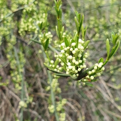 Discaria pubescens (Australian Anchor Plant) at Lower Molonglo - 4 Oct 2021 by BronwynCollins