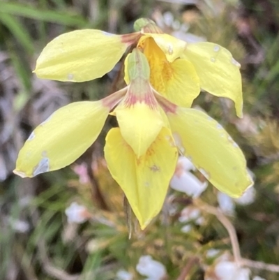 Diuris chryseopsis (Golden Moth) at Bungendore, NSW - 9 Oct 2021 by yellowboxwoodland