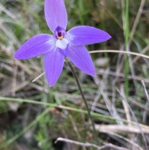 Glossodia major at Bungendore, NSW - 9 Oct 2021