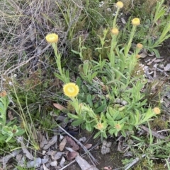 Coronidium scorpioides (Button Everlasting) at Bungendore, NSW - 9 Oct 2021 by yellowboxwoodland