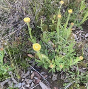 Coronidium scorpioides at Bungendore, NSW - 9 Oct 2021