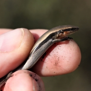 Acritoscincus platynotus at Paddys River, ACT - 27 Aug 2016