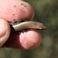 Acritoscincus platynotus at Paddys River, ACT - 27 Aug 2016 03:17 PM