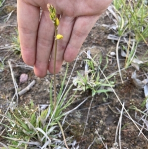 Bulbine bulbosa at Bungendore, NSW - 9 Oct 2021 06:43 PM