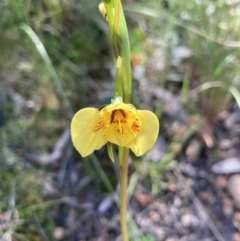 Diuris sp. (hybrid) (Hybrid Donkey Orchid) at Point 5204 - 10 Oct 2021 by Jenny54