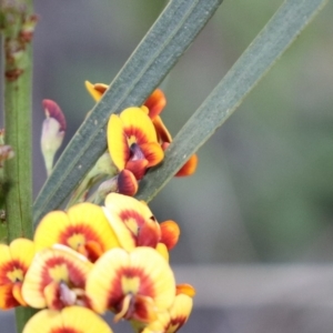 Daviesia leptophylla/mimosoides at suppressed - 7 Oct 2021