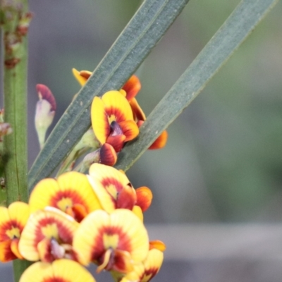 Daviesia leptophylla/mimosoides (Slender Bitter Pea/Bitter Pea) at Hackett, ACT - 7 Oct 2021 by Sarah2019