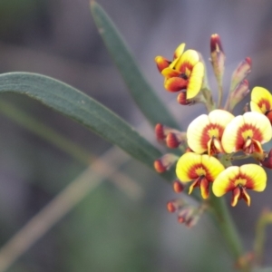 Daviesia leptophylla/mimosoides at suppressed - 7 Oct 2021