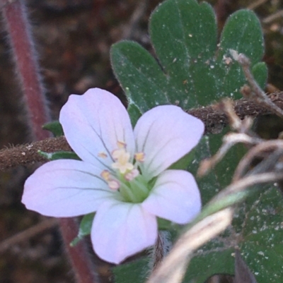 Geranium potentilloides (Soft Crane's-bill) at Paddys River, ACT - 9 Oct 2021 by NedJohnston