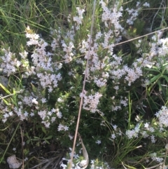 Leucopogon attenuatus (Small-leaved Beard Heath) at Paddys River, ACT - 9 Oct 2021 by Ned_Johnston