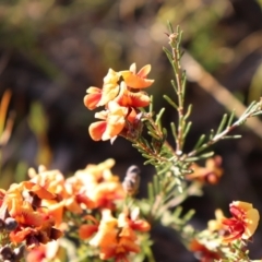 Dillwynia sp. Yetholme (P.C.Jobson 5080) NSW Herbarium at Hackett, ACT - suppressed