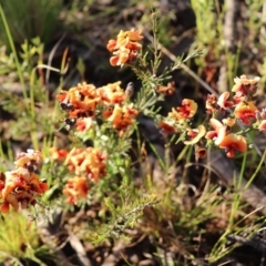 Dillwynia sp. Yetholme (P.C.Jobson 5080) NSW Herbarium at Hackett, ACT - suppressed