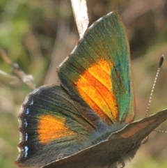 Paralucia aurifera (Bright Copper) at Paddys River, ACT - 9 Oct 2021 by Ned_Johnston