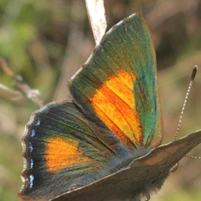 Paralucia aurifera (Bright Copper) at Tidbinbilla Nature Reserve - 9 Oct 2021 by Ned_Johnston