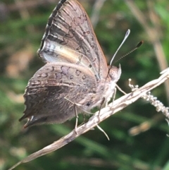 Paralucia aurifera at Paddys River, ACT - 9 Oct 2021