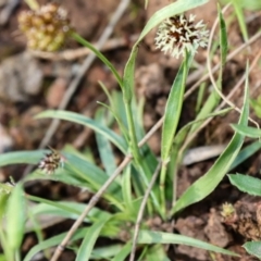 Luzula densiflora (Dense Wood-rush) at Mount Majura - 7 Oct 2021 by Sarah2019