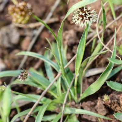 Luzula densiflora (Dense Wood-rush) at Hackett, ACT - 7 Oct 2021 by Sarah2019