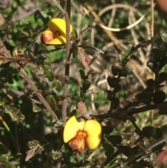 Bossiaea buxifolia (Matted Bossiaea) at Tidbinbilla Nature Reserve - 9 Oct 2021 by Ned_Johnston