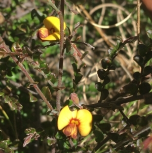 Bossiaea buxifolia at Paddys River, ACT - 9 Oct 2021 02:45 PM