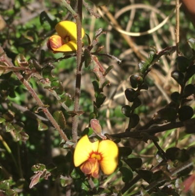 Bossiaea buxifolia (Matted Bossiaea) at Paddys River, ACT - 9 Oct 2021 by Ned_Johnston