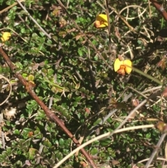 Bossiaea buxifolia at Paddys River, ACT - 9 Oct 2021 02:45 PM