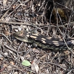 Tiliqua nigrolutea (Blotched Blue-tongue) at Jerrabomberra, NSW - 10 Oct 2021 by SteveBorkowskis