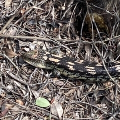 Tiliqua nigrolutea (Blotched Blue-tongue) at Mount Jerrabomberra QP - 9 Oct 2021 by Steve_Bok