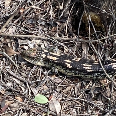 Tiliqua nigrolutea (Blotched Blue-tongue) at Jerrabomberra, NSW - 10 Oct 2021 by SteveBorkowskis