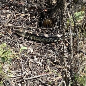 Tiliqua nigrolutea at Jerrabomberra, NSW - 10 Oct 2021 10:03 AM