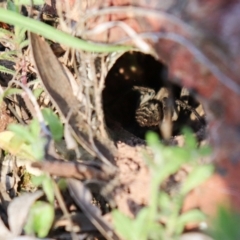 Tasmanicosa sp. (genus) (Unidentified Tasmanicosa wolf spider) at Hackett, ACT - 7 Oct 2021 by Sarah2019