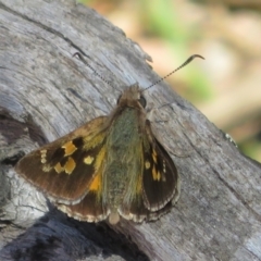 Trapezites phigalia (Heath Ochre) at Molonglo Valley, ACT - 9 Oct 2021 by Christine