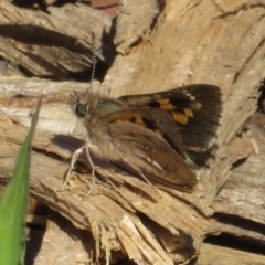 Trapezites phigalia at Molonglo Valley, ACT - 9 Oct 2021 02:30 PM