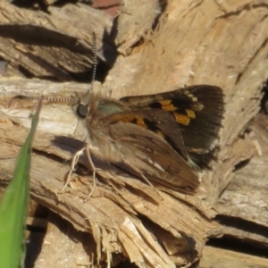 Trapezites phigalia at Molonglo Valley, ACT - 9 Oct 2021