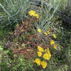 Senecio madagascariensis (Madagascan Fireweed, Fireweed) at Corrowong, NSW - 19 Oct 2021 by BlackFlat